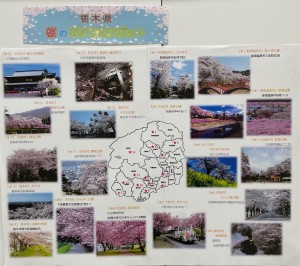 桜　宇都宮